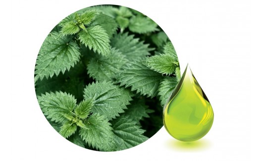 Nettle oil (Urtica Dioica) Macerated 